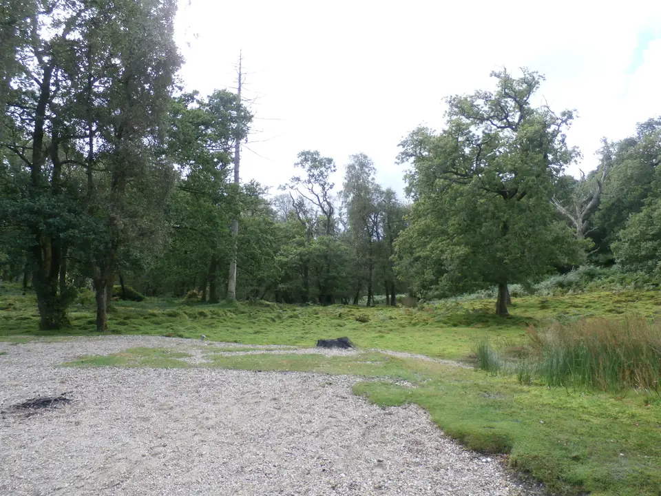 Inchconnachan island in Loch Lomond with wooded shores