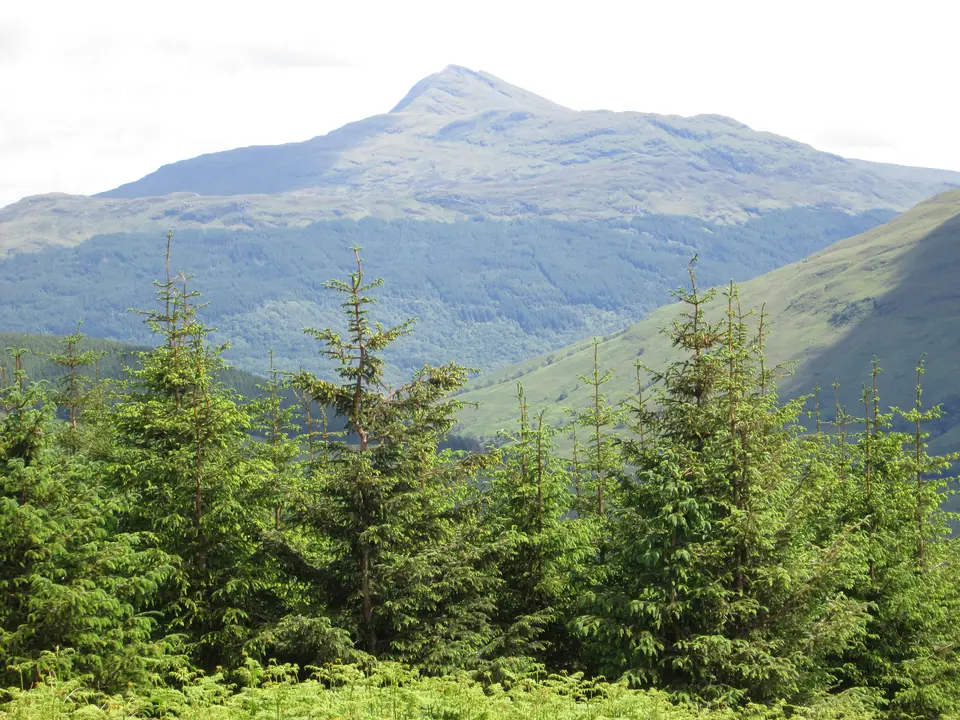 Ben Lomond seen across forestry from the slopes of the Cobbler