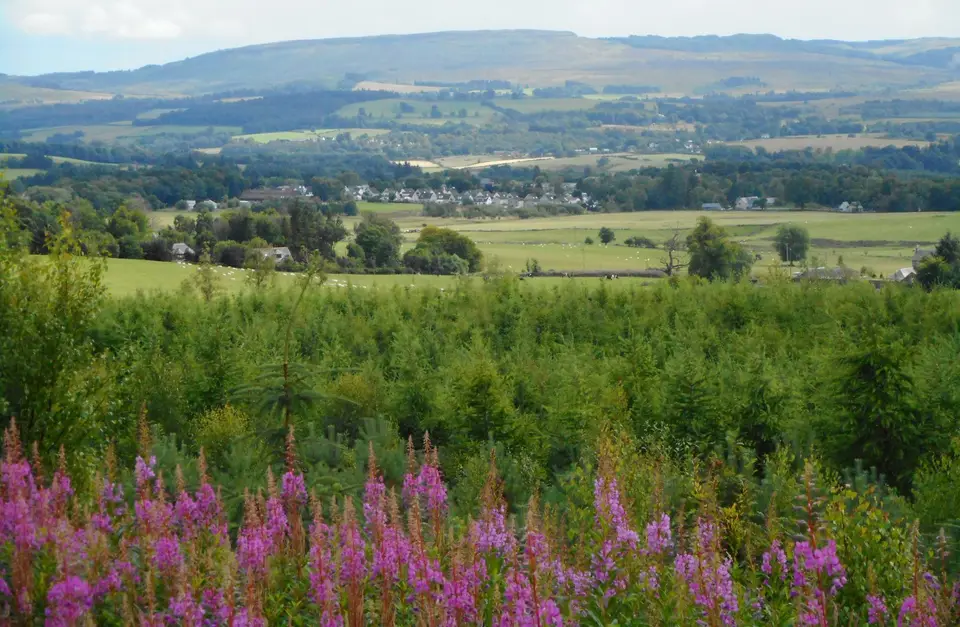 Drymen seen from the north across fields, with purple willowherb in the foreground