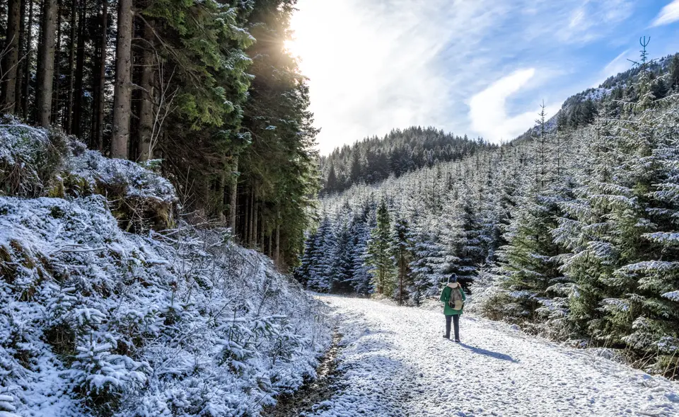 A walker on a snow-dusted forest track between tall conifers in the Strathyre area