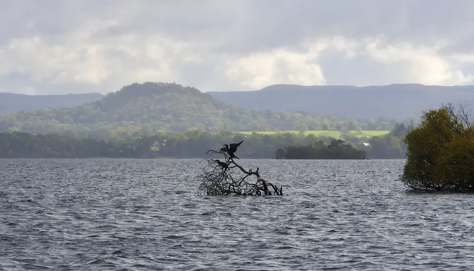 A cormorant perched on a branch in Loch Lomond with Duncryne Hill behind