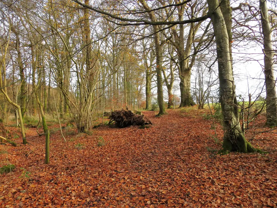 A leaf-strewn track through autumn woodland leading towards Duncryne Hill