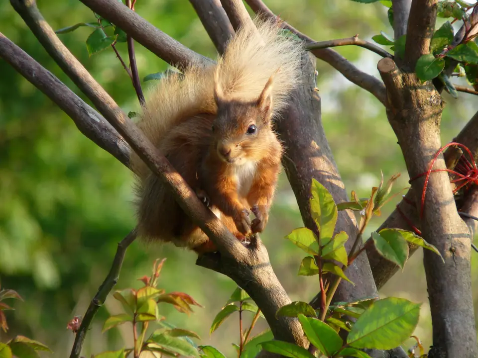 A red squirrel on a branch