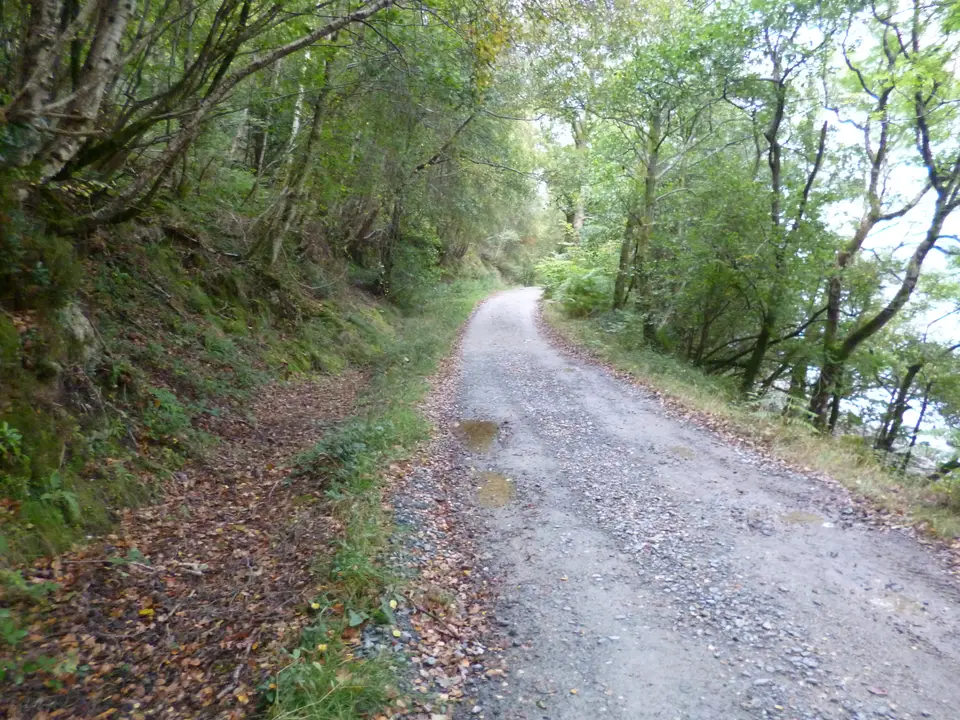 A gravel track of the West Highland Way running through woodland with the loch glimpsed on the right