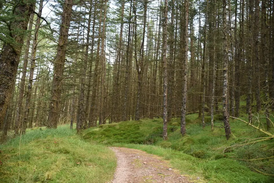 A track curving through a conifer plantation on the Three Lochs Way