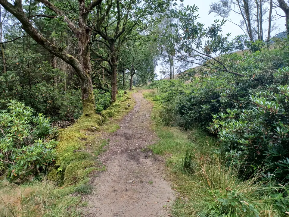 A dirt path through mossy oak woodland with rhododendron beside it