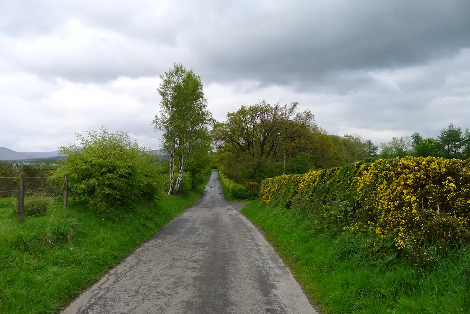 The West Highland Way as a narrow tarmac lane lined with gorse and birch on Gartness Road near Drymen