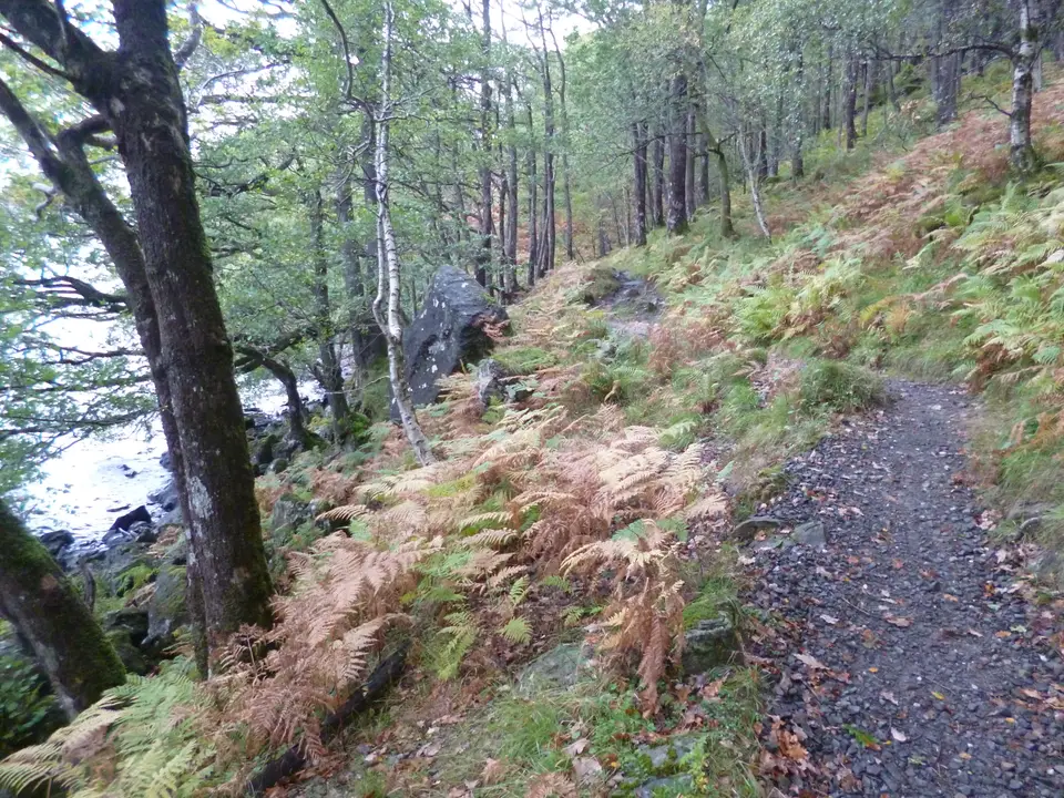 A rough stony path of the West Highland Way through bracken and trees beside the loch