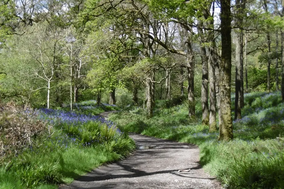 A woodland path with bluebells beside it on the West Highland Way at Rowardennan