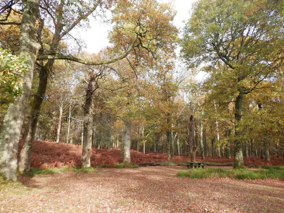 Oak woodland on Inchcailloch island with a path under the trees