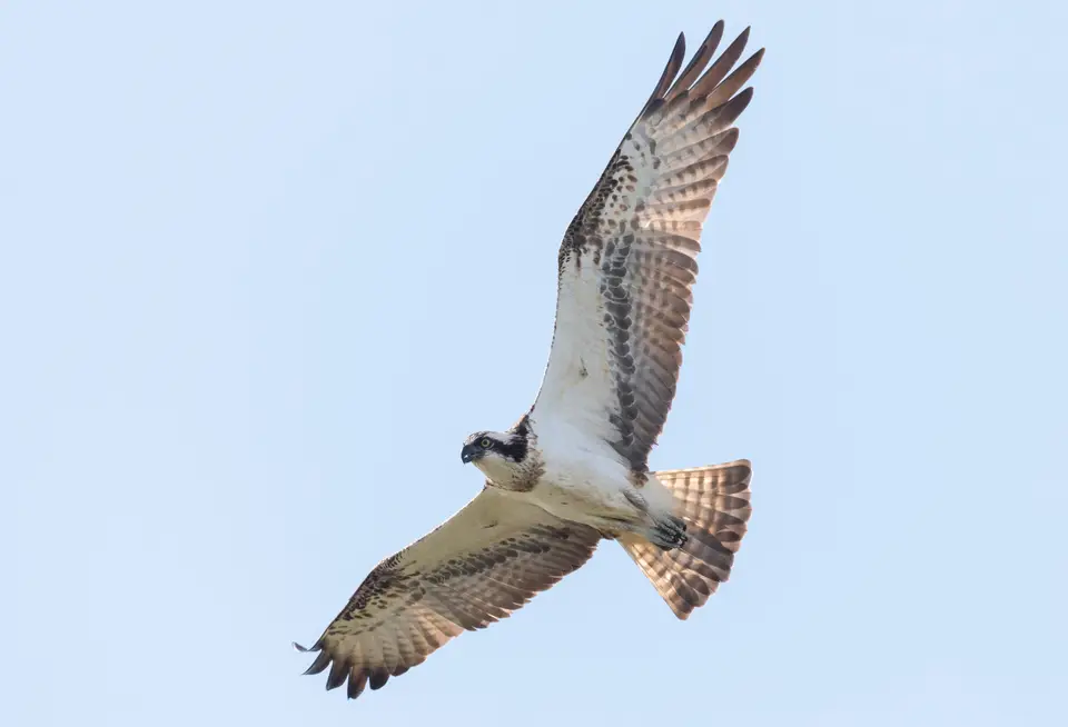 An osprey, a fish-eating bird of prey