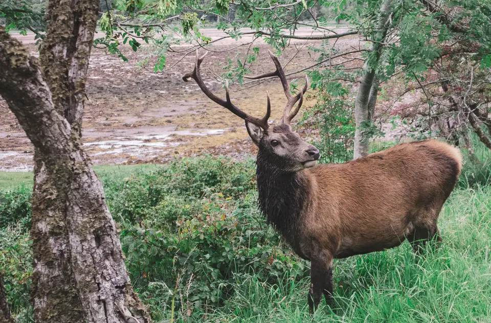 A red deer stag with large antlers standing among trees